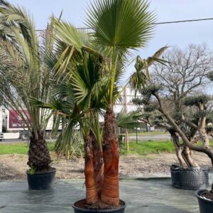 Washingtonia Robusta