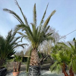 Phoenix Canariensis