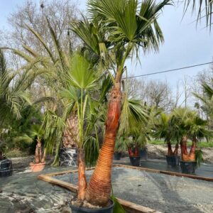 Washingtonia Robust