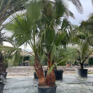 Washingtonia Robusta