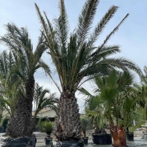 Phoenix Canariensis