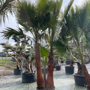 Washingtonia Robusta