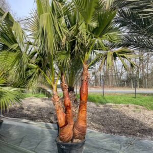 Washingtonia Robusta