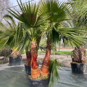 Washingtonia Robusta