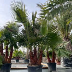 Washingtonia Robusta