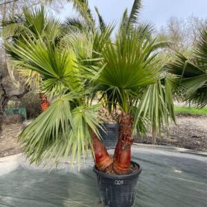 Washingtonia Robusta