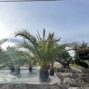 Phoenix Canariensis