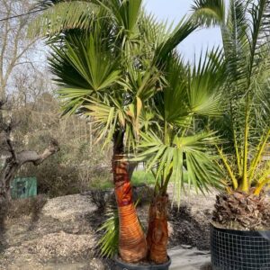 Washingtonia Robusta